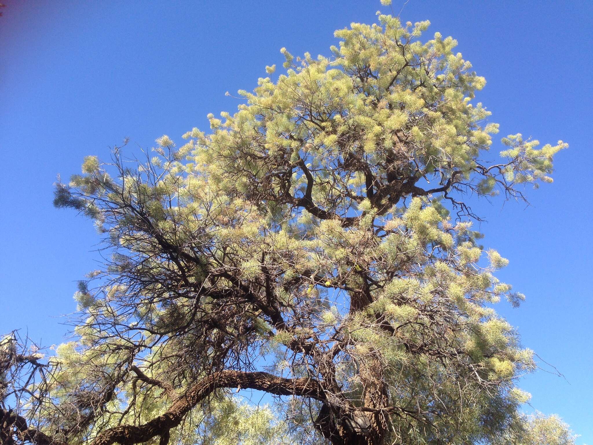 Image of Hakea divaricata L. A. S. Johnson