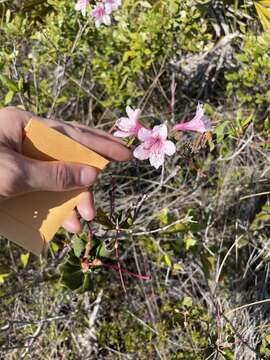 Image of Chapman's Rhododendron