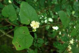 Image of Thunbergia neglecta Sond.