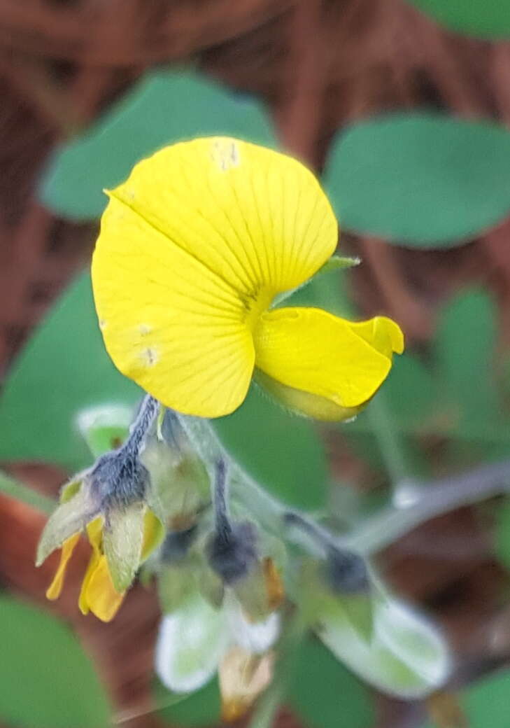 Image of Crotalaria mollicula Kunth