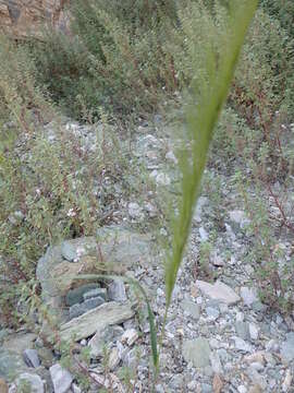 صورة Stipellula capensis (Thunb.) Röser & Hamasha