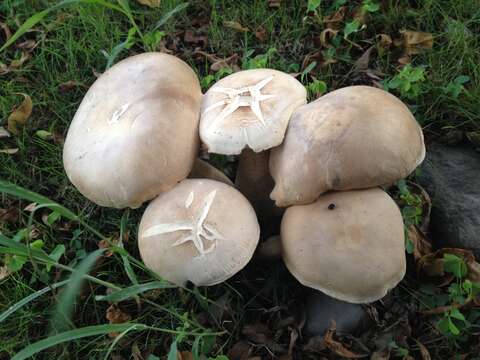 Imagem de Macrocybe gigantea (Massee) Pegler & Lodge 1998