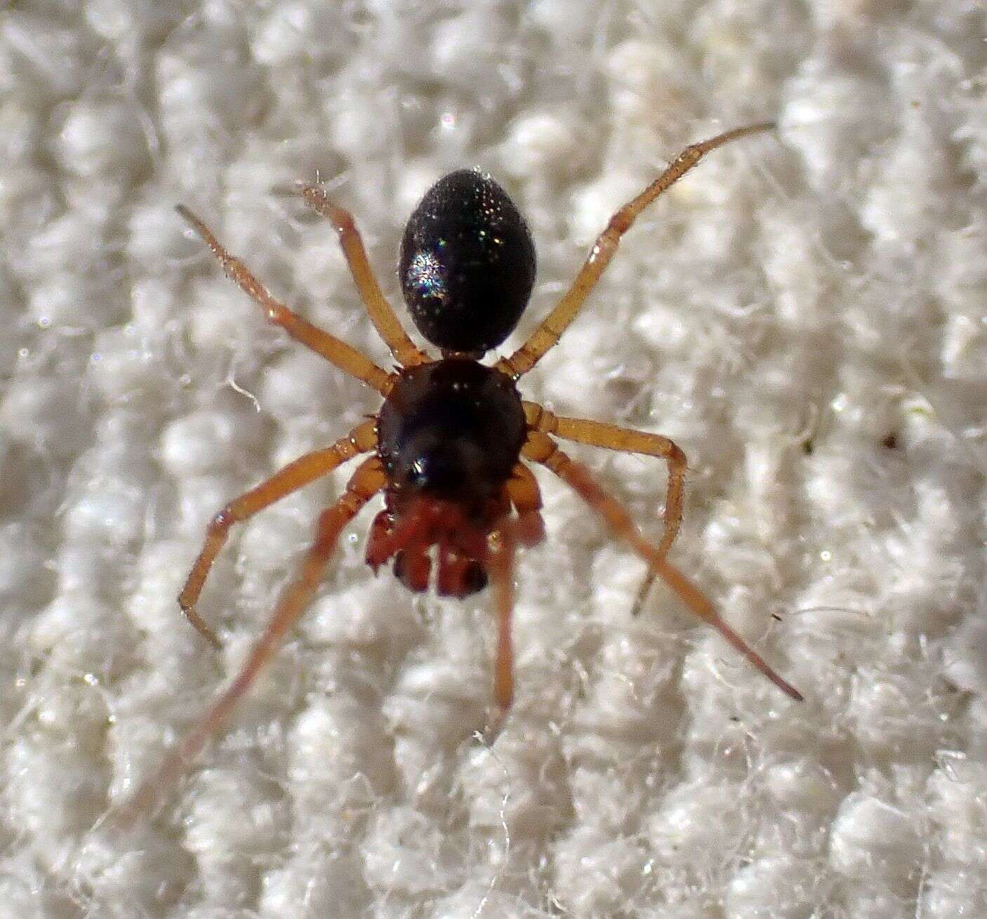 Image of Dwarf weaver