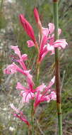 Image of Tritoniopsis ramosa var. ramosa