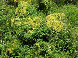 Image of Clematis foetida Raoul