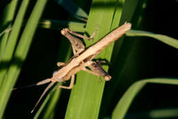 Plancia ëd Acantherus piperatus Scudder & S. H. 1902