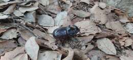 Image of Oryctes (Oryctes) nasicornis ameliae López-Colón & Bahillo De la Puebla 2020