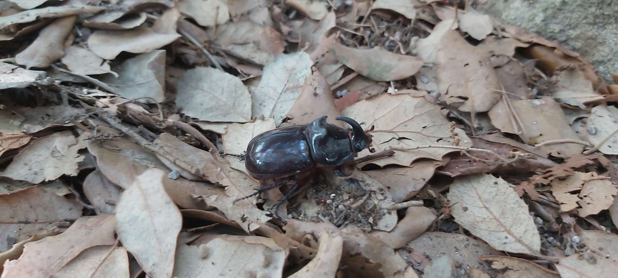 Imagem de Oryctes (Oryctes) nasicornis ameliae López-Colón & Bahillo De la Puebla 2020