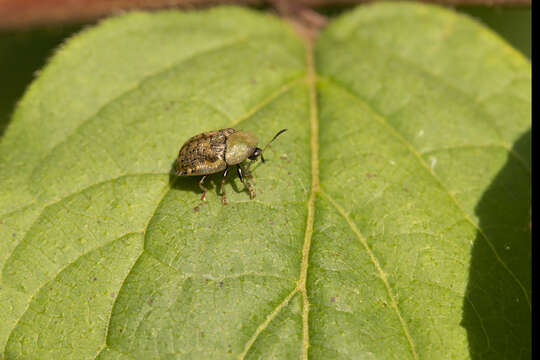 Image of Beet tortoise beetle