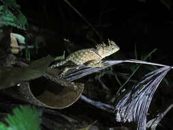 Image of Acanthosaura phuketensis Pauwels, Sumontha, Kunya, Nitikul, Samphanthamit, Wood & Grismer 2015