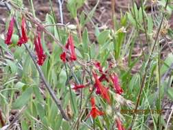 Ipomopsis aggregata subsp. aggregata resmi