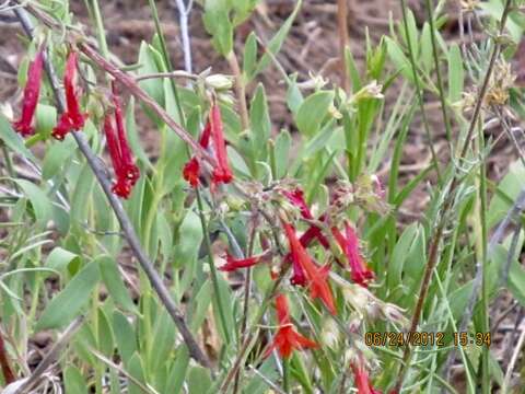 Image of scarlet gilia