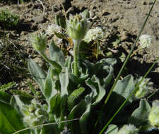 Agoseris glauca var. dasycephala (Torr. & A. Gray) Jepson resmi