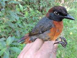 Image of Rufous-breasted Antthrush