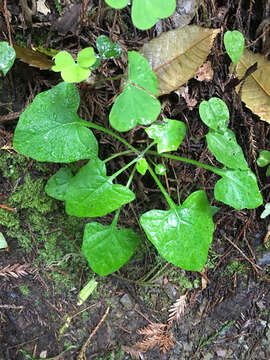 Image of American trailplant