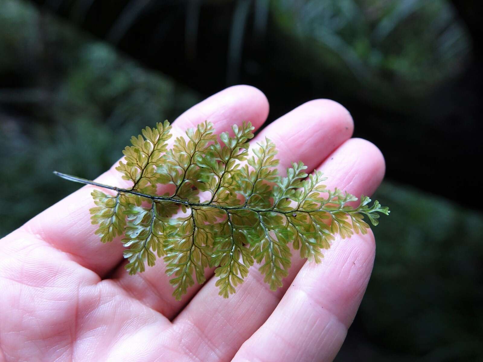 Hymenophyllum sanguinolentum (G. Forst.) Sw.的圖片