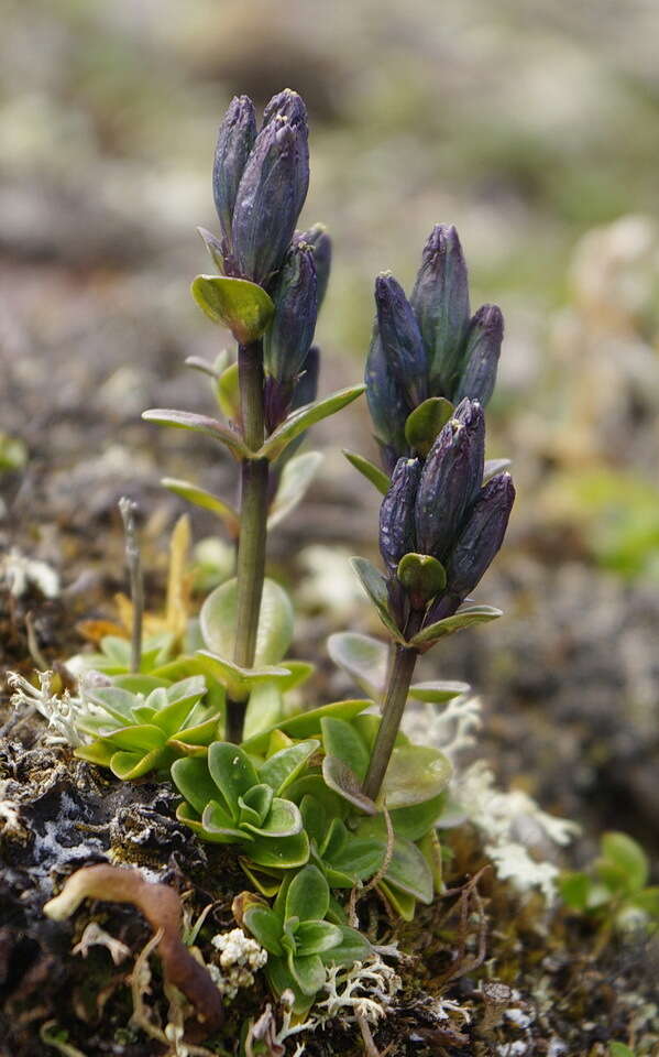 صورة Gentiana glauca Pall.