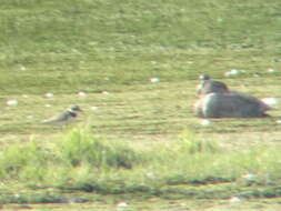 Image of ringed plover, common ringed plover