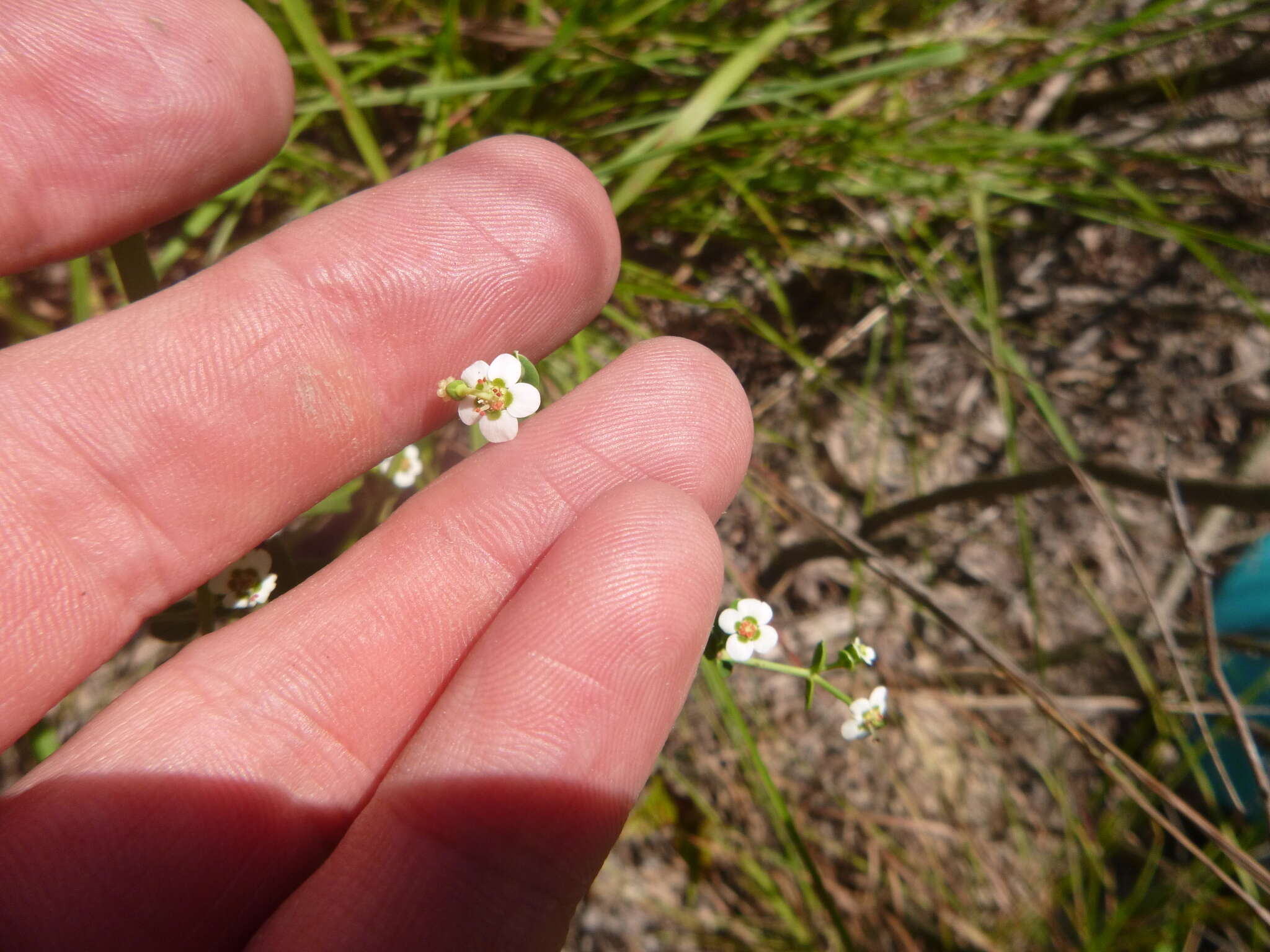 Image of summer spurge