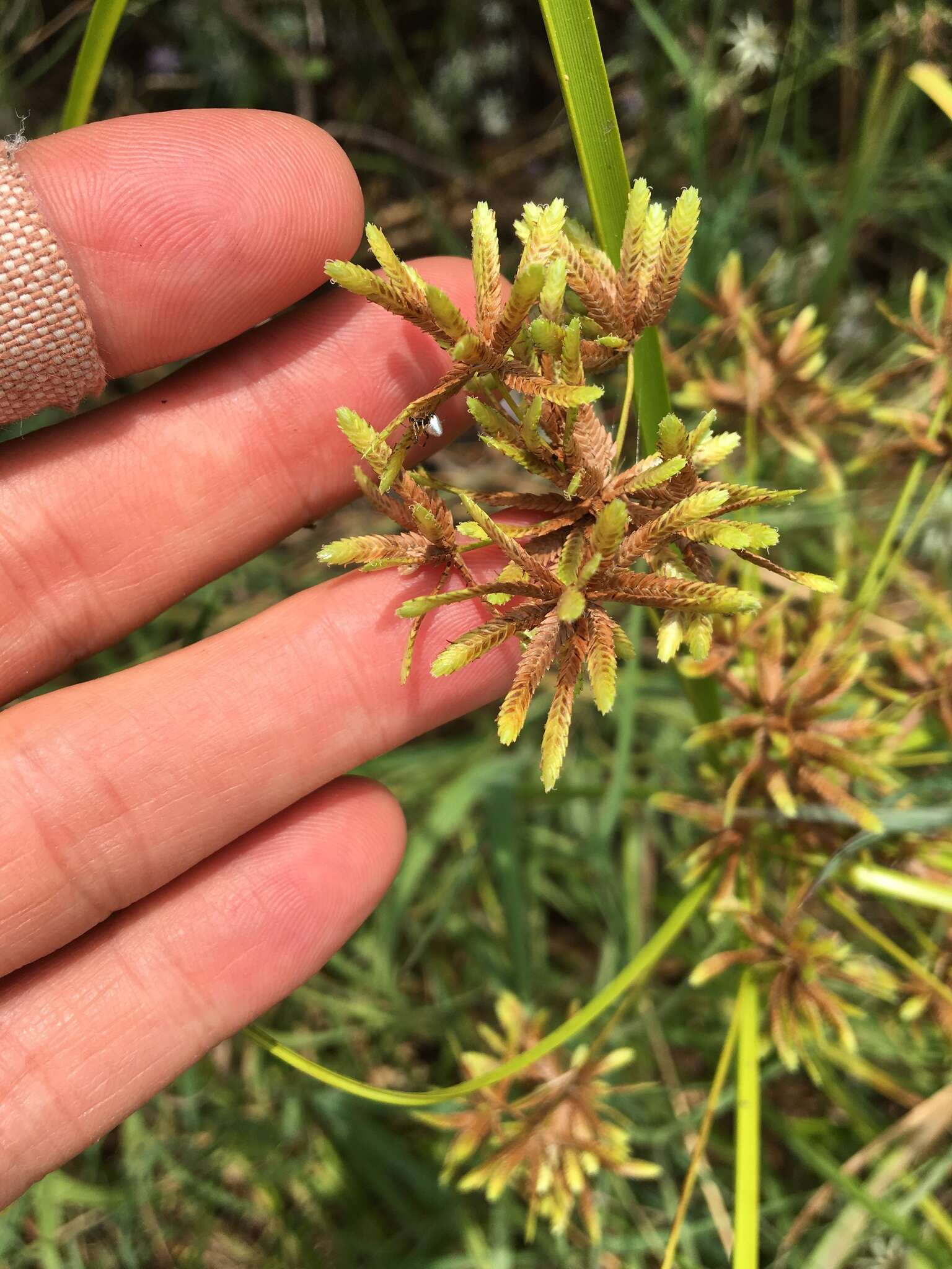 Image of Pond Flat Sedge