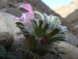 Слика од Lamium eriocephalum Benth.