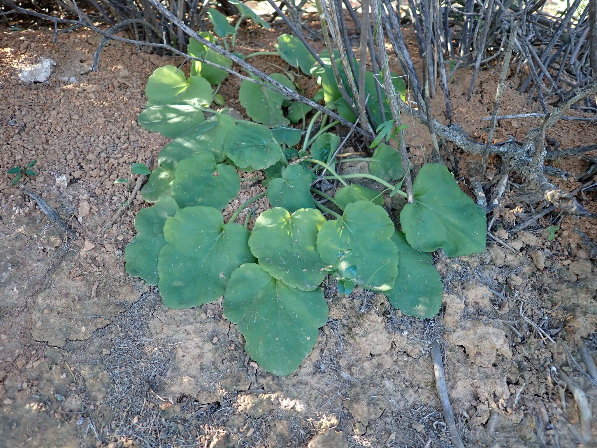 Image of Pelargonium triandrum E. M. Marais