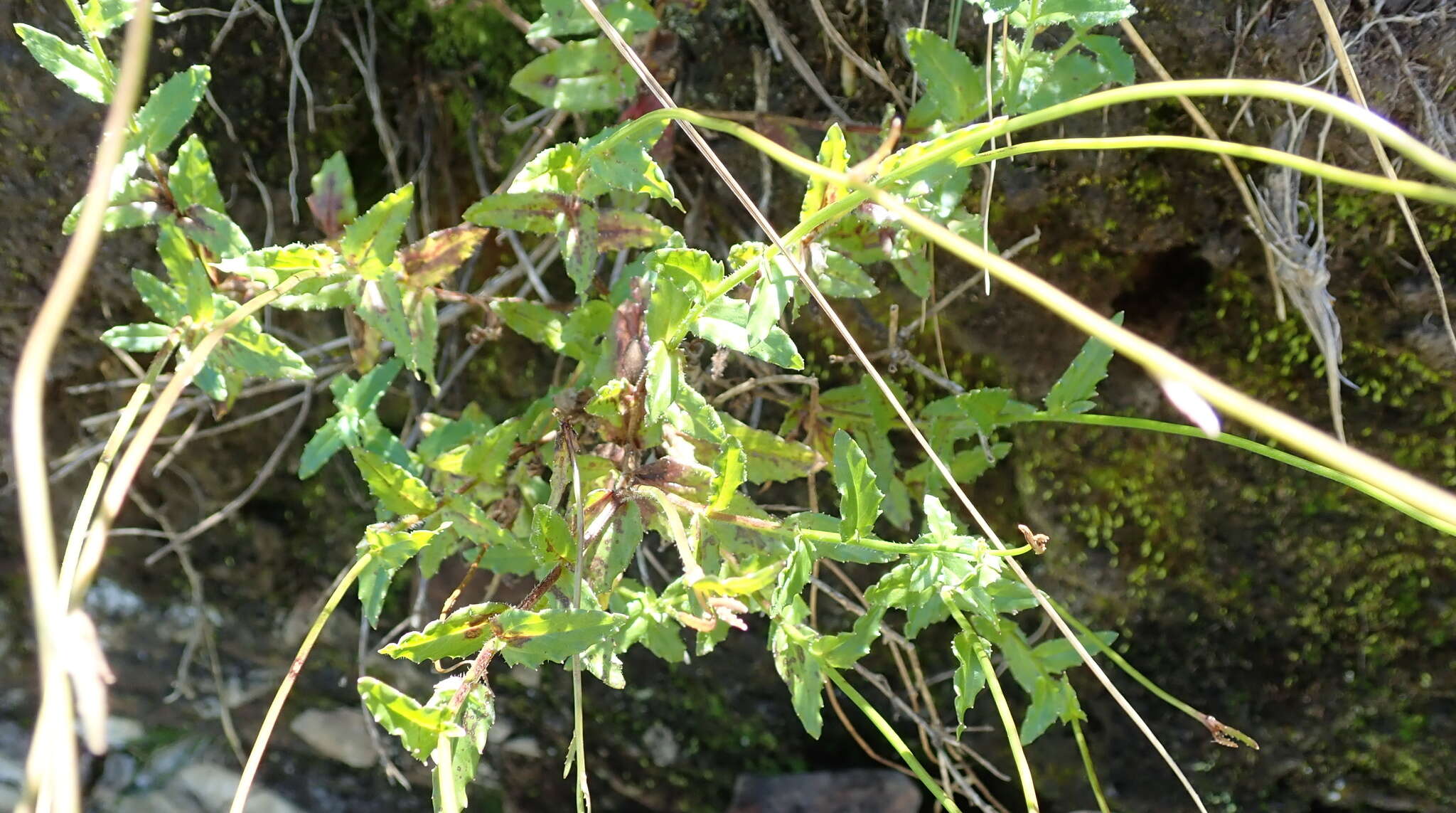 Image of Wahlenbergia cuspidata Brehmer