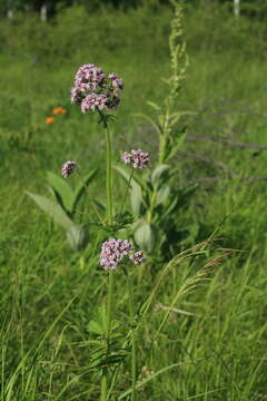 Plancia ëd Valeriana amurensis P. Smirn. ex Kom.