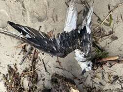 Image of Mottled Petrel