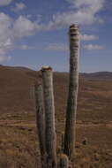 Imagem de Echinopsis tarijensis subsp. bertramiana (Backeb.) M. Lowry