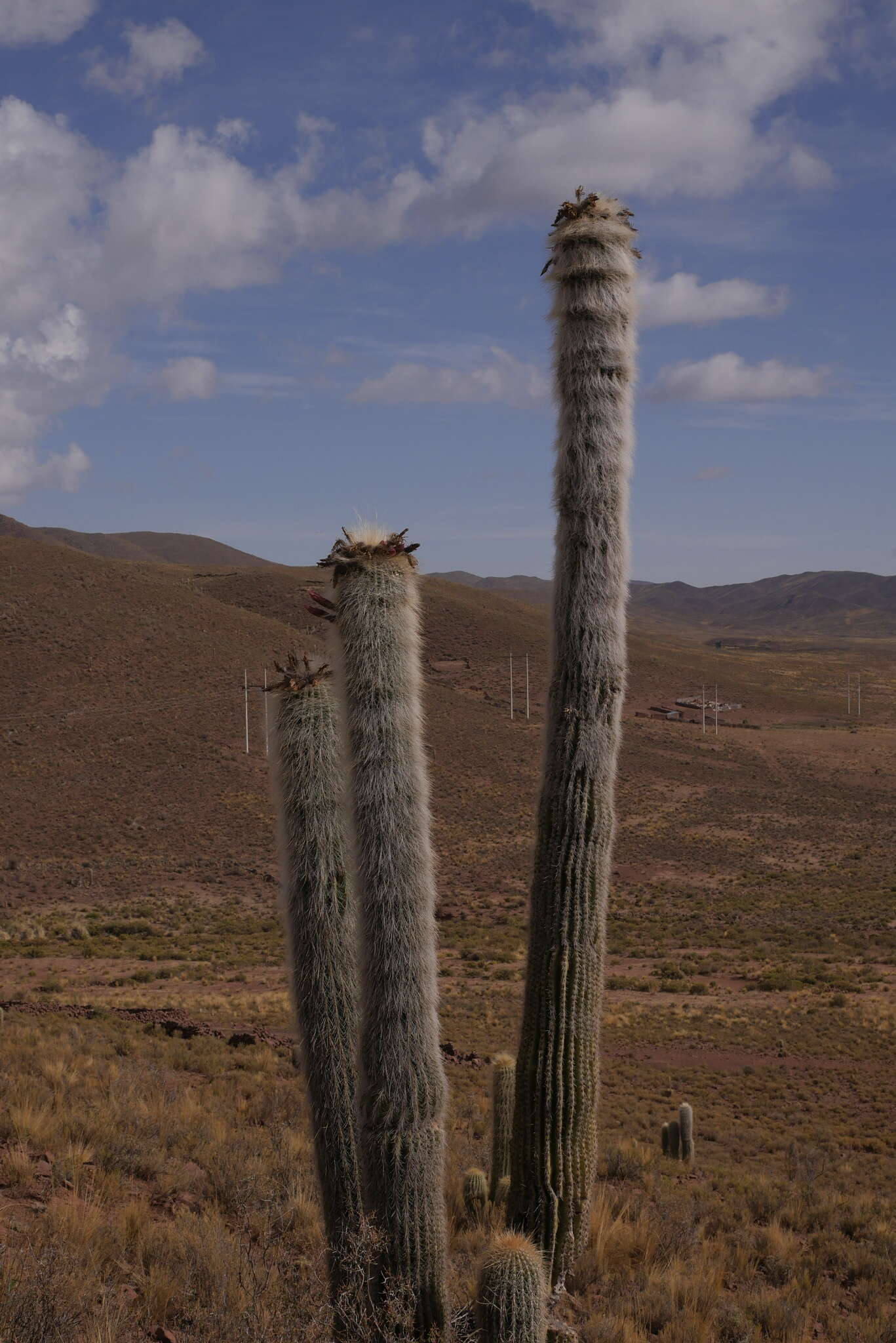 Imagem de Echinopsis tarijensis subsp. bertramiana (Backeb.) M. Lowry