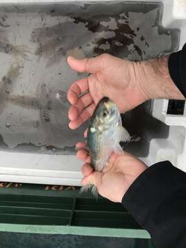 Image of Blueback Herring