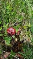 Image of purple pitcherplant