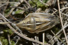 Image of Wheat stink bug