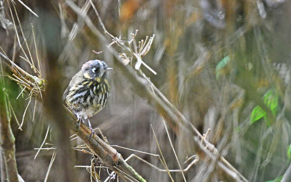 Image of Crescent-chested antpitta