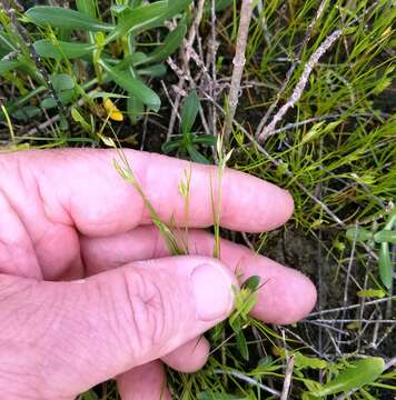 Imagem de Juncus bufonius L.