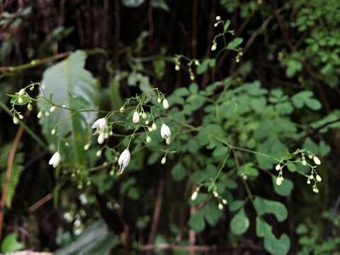 Image of Boenninghausenia albiflora (Hook.) Rchb. ex Meisn.