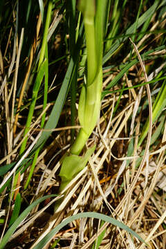 Image de Dactylorhiza incarnata subsp. incarnata