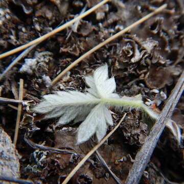 Image of Potentilla arenosa (Turcz.) Juz.