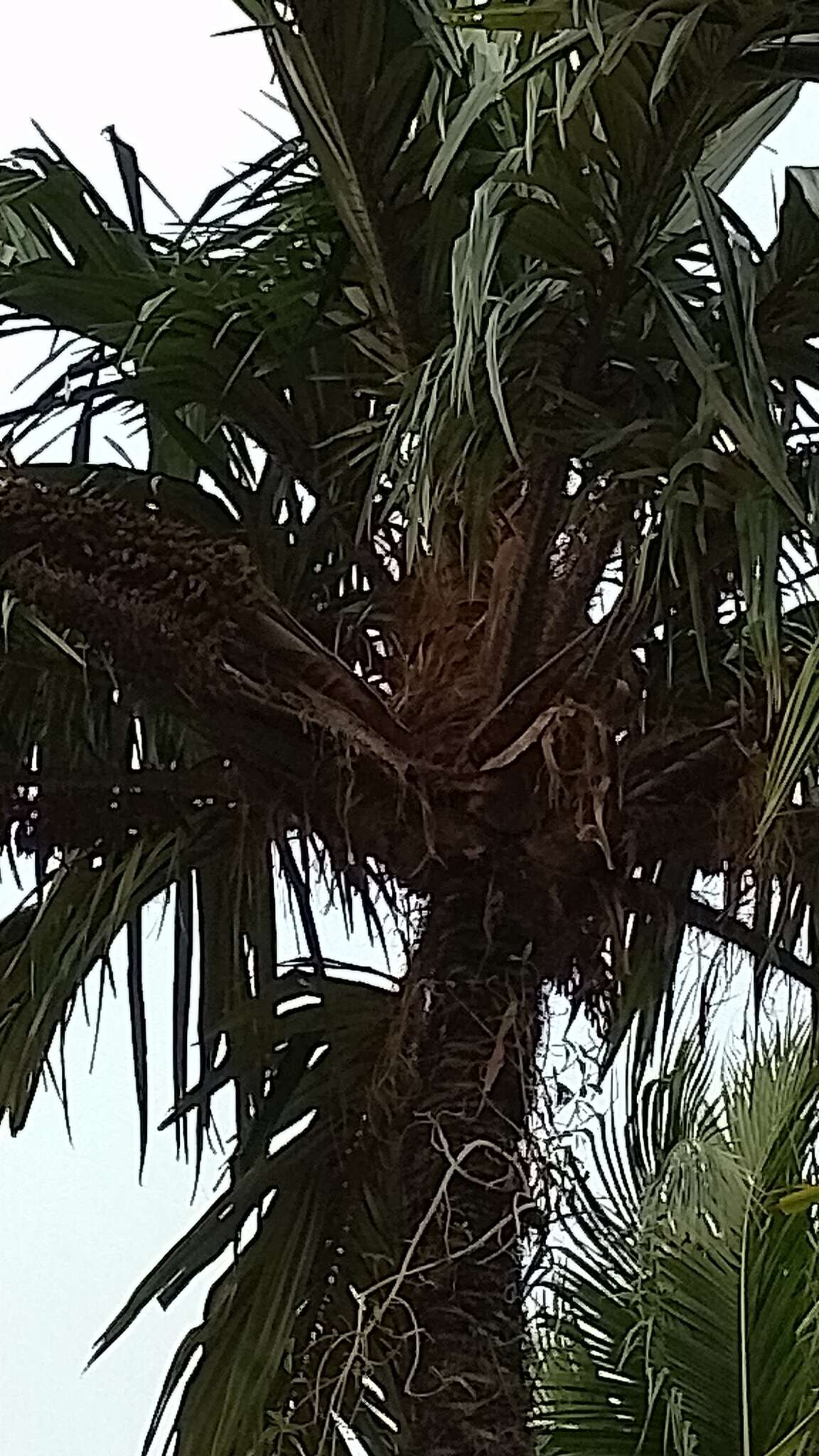 Image of Black palm