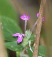 صورة Justicia hilsenbeckii T. F. Daniel