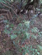 صورة <i>Leucopogon fasciculatus</i>