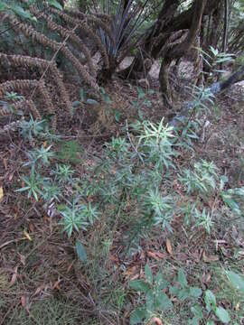 Image de <i>Leucopogon fasciculatus</i>