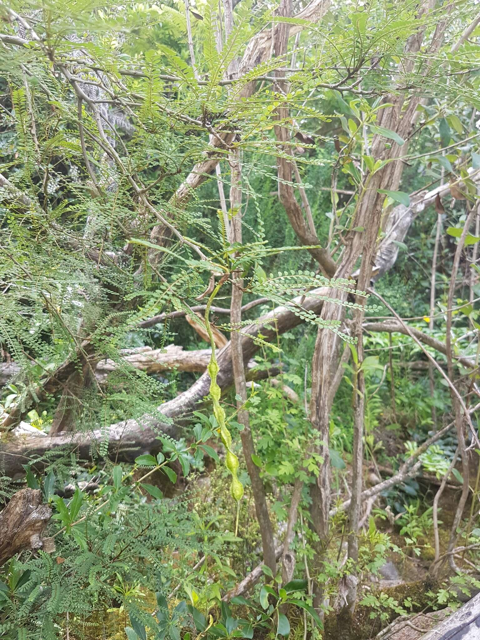 Image of Sophora microphylla var. longicarinata (G. Simpson) Allan