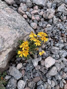 Plancia ëd Senecio leucanthemifolius subsp. caucasicus (DC.) Greuter