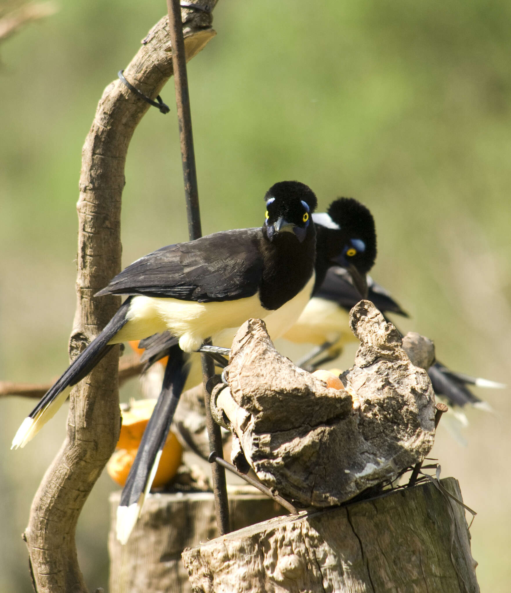 Imagem de Cyanocorax chrysops (Vieillot 1818)