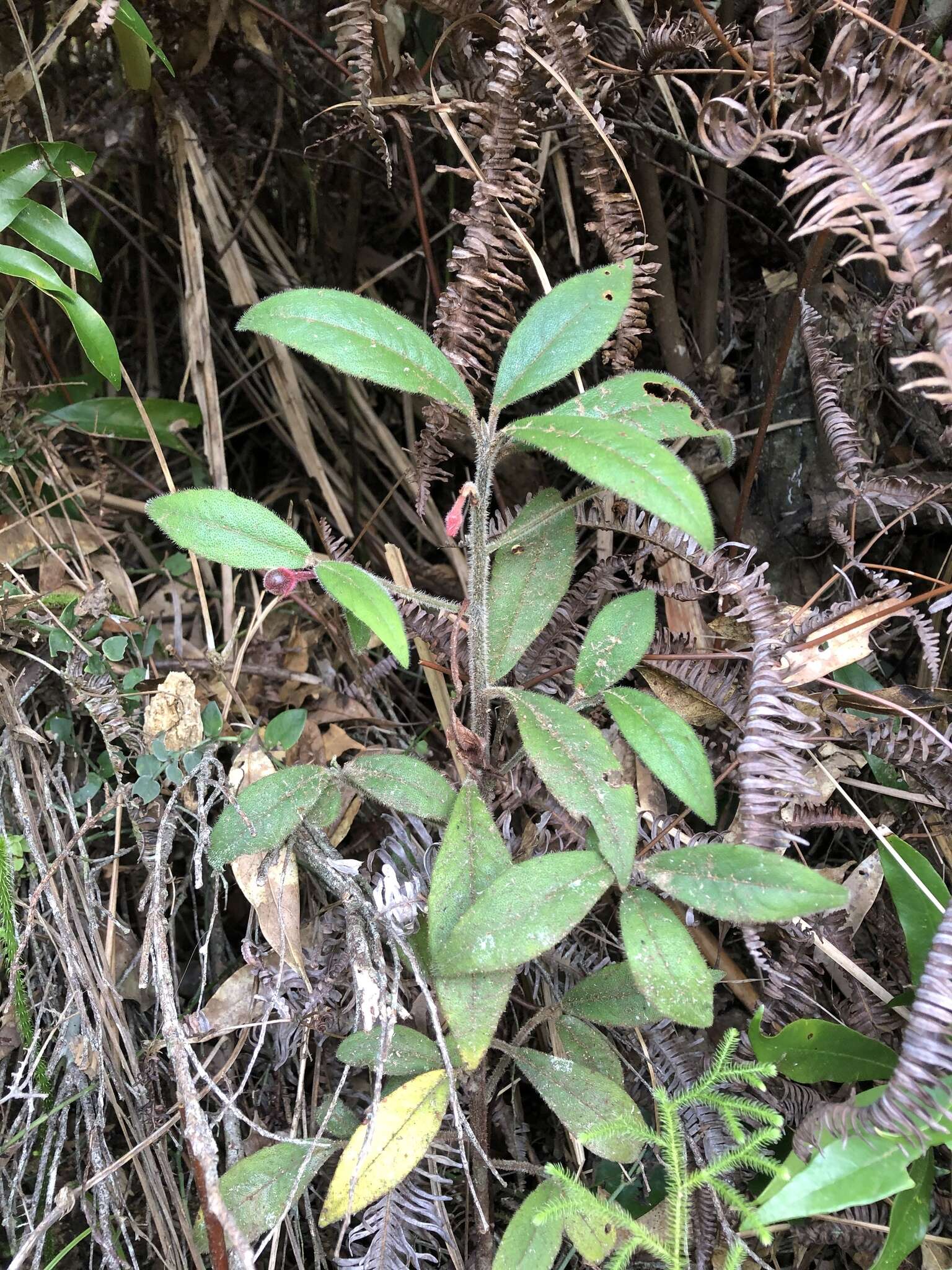 Image of Ardisia villosa Roxb.