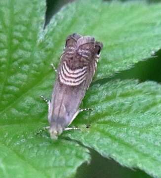 Image of Eurasian Hemp Moth