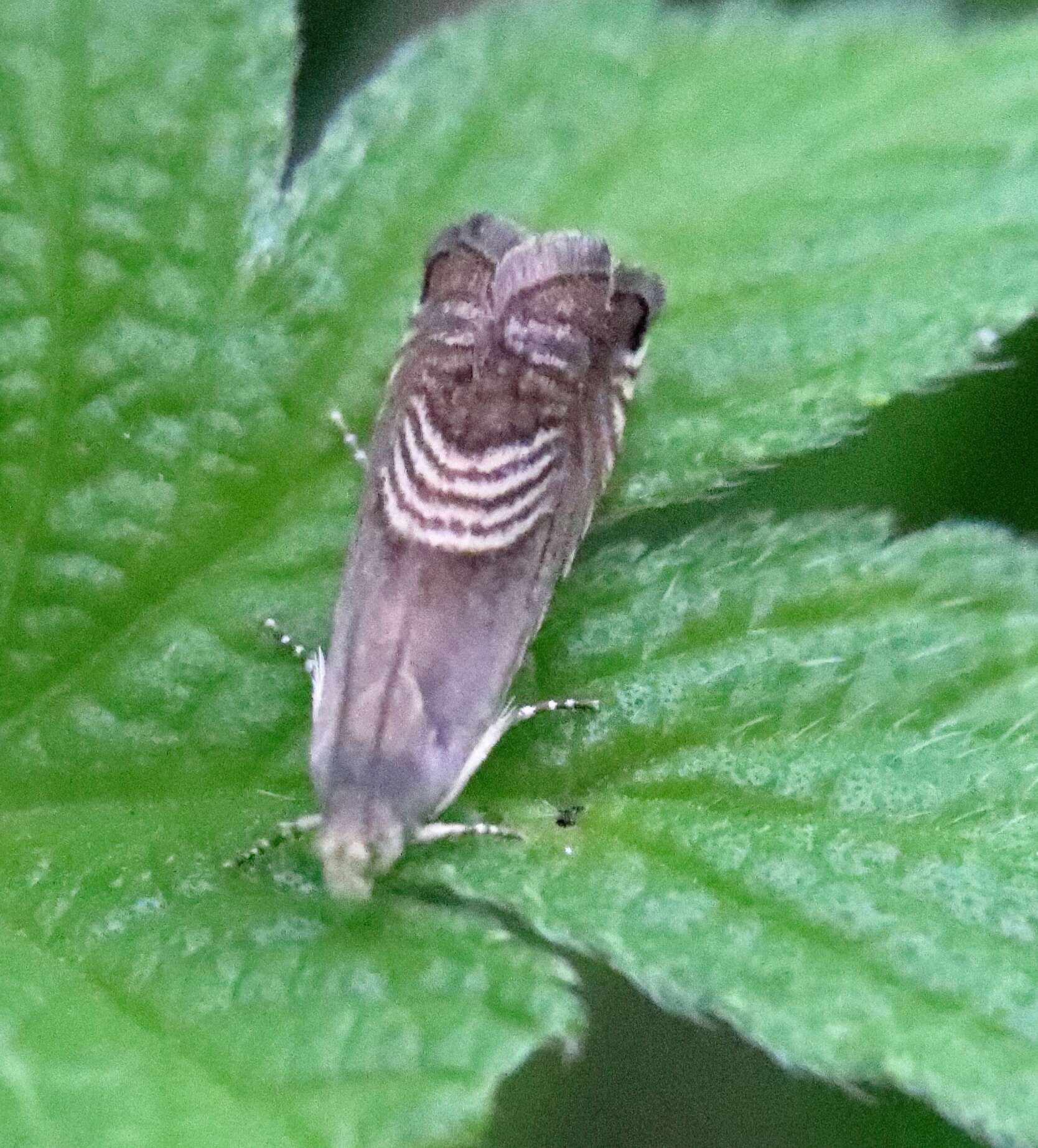 Image of Eurasian Hemp Moth