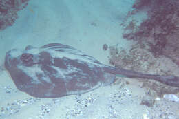 Image of Eastern Shovelnose Stingaree